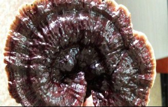 茅山の珍奇——霊芝